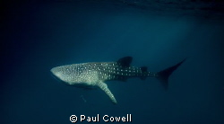 resident whale sharks of Cenderawaish bay. taken in the l... by Paul Cowell 